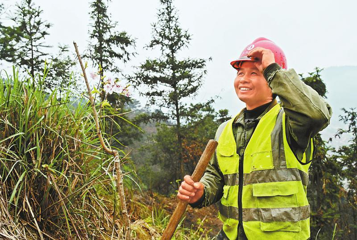 植此新绿 生态修复绘就赤水河绿色"画卷"|古蔺县|护林员|赤水河_新浪