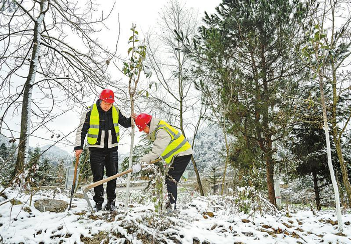 植此新绿 生态修复绘就赤水河绿色"画卷"|古蔺县|护林员|赤水河_新浪