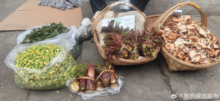 禄劝山茅野菜平价上市再不吃就等明年啦