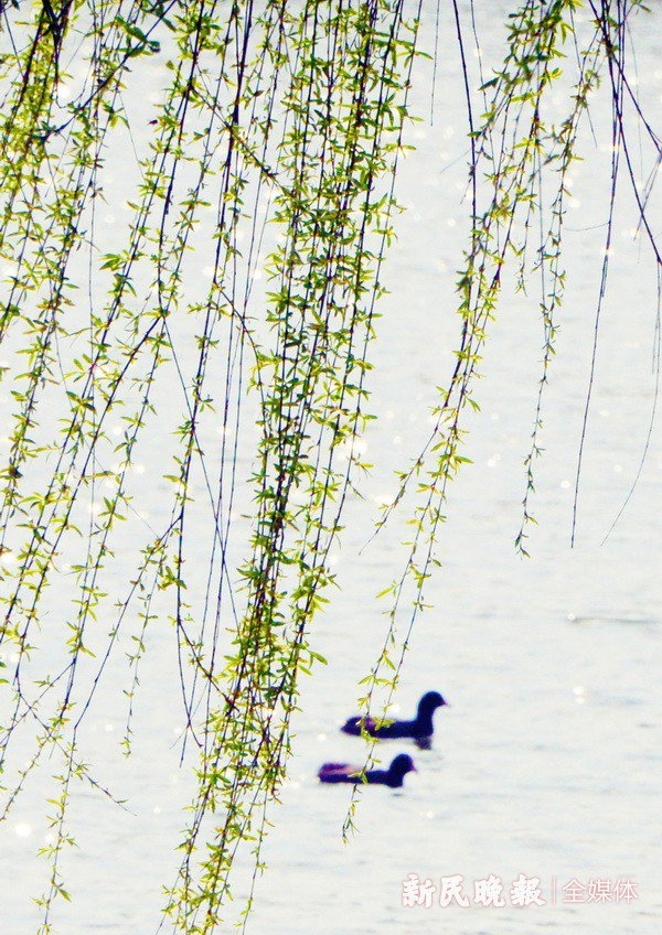 春分时节 柳丝如烟|柳枝_新浪新闻