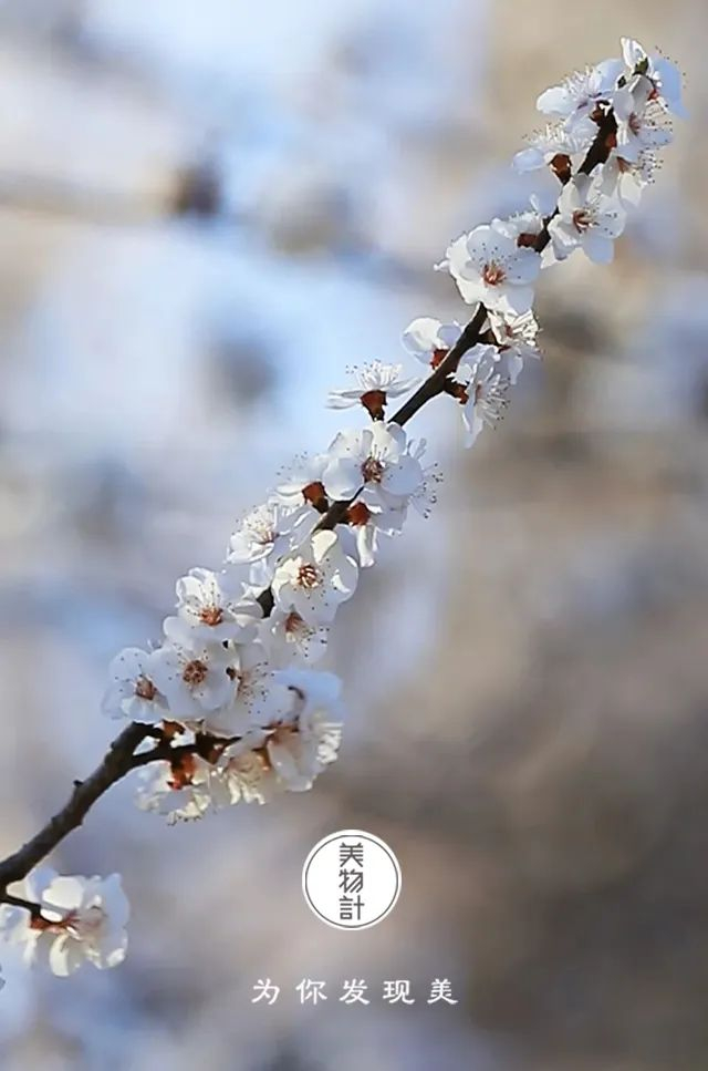 文 | 美物计百花生日是良辰,未到花朝一半春.