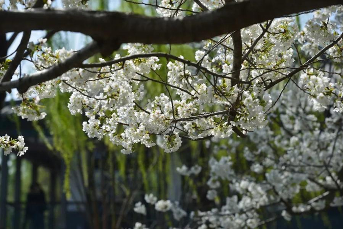 天桥区 -99票价或优惠:免费05地点:市中区玉符河畔91时间:3月