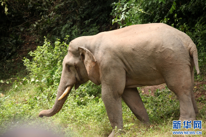【野象拼图】霸气的外表 暖男的心|野象_新浪新闻