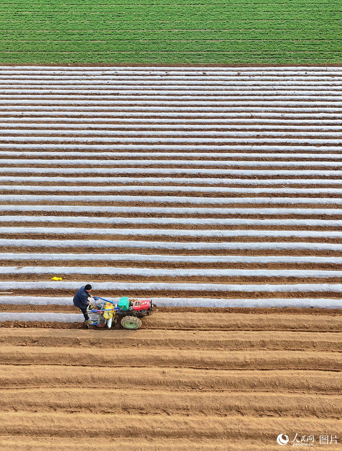 李宗宪摄3月1日,湖北省潜江市浩口镇南湾村的种植能手们在温棚里嫁接