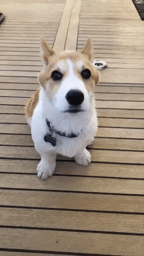 柯基的招风耳突然"塌"了一只,主人以为骨折紧急送医,结果医生说...__