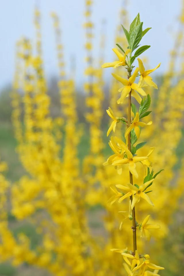 山西赏花攻略:花未海 春风又绿杨柳岸|圣天湖|牡丹园|赏花攻略_新浪