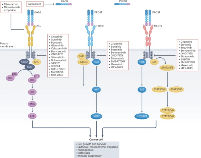 tam受体家族的靶向治疗