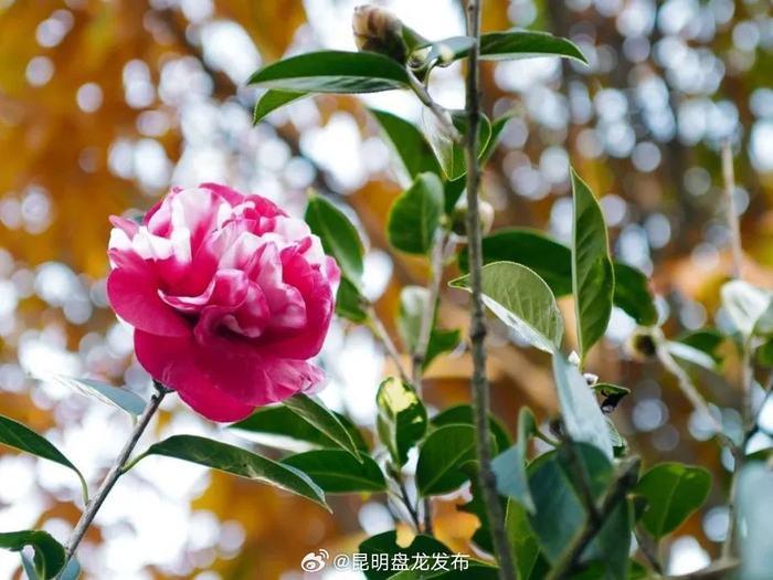 昆明市花闪耀广州"小蛮腰"|昆明市|茶花|花山_新浪新闻