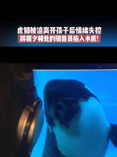 海洋馆表演中一头虎鲸因为被迫和孩子分开