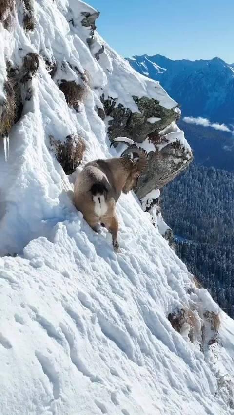 阿尔卑斯山大角山羊