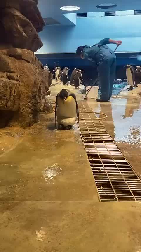 企鹅颤颤巍巍走路的原因居然是