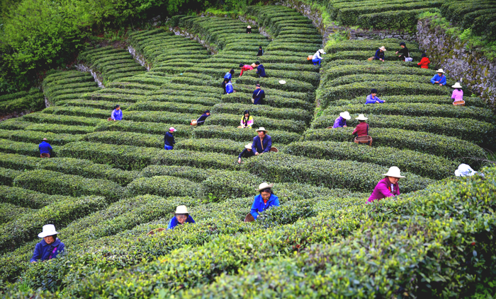 安康112万亩茶园抽芽吐绿,迎来采摘期 || 897抢鲜|安康市_新浪新闻