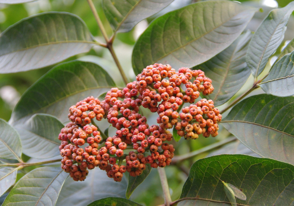 吴茱萸_新浪新闻