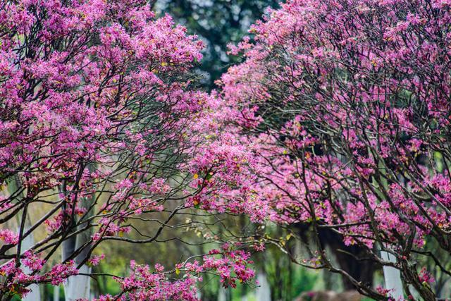 江西省赣州市市花图片