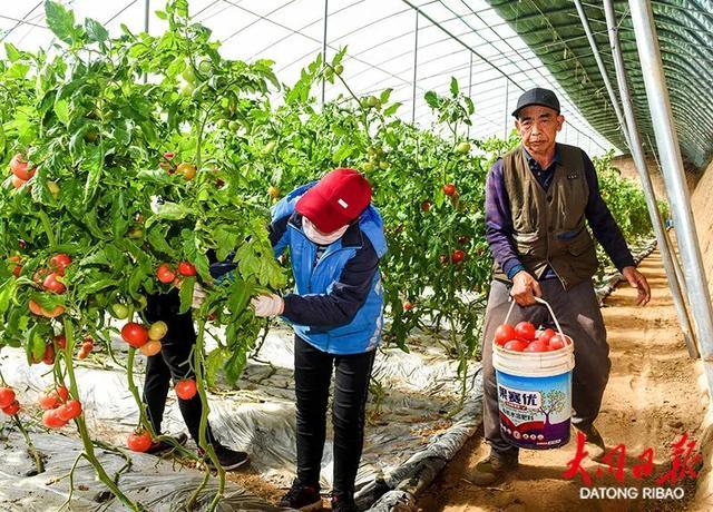 大同市采摘园图片