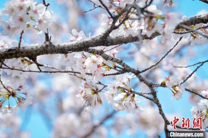 湖北师范大学樱花图片