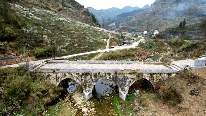 修文县洒坪镇2500亩蜈蚣桥蜜李步入花期