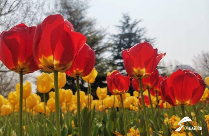 威海市区春季赏花攻略来了