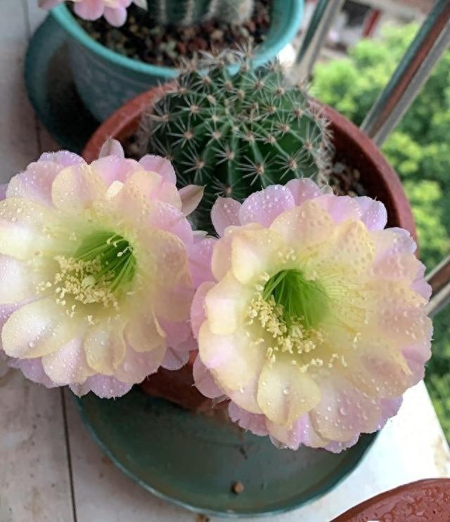 养仙人球,有4点特别关键,长得胖乎乎小崽多,隔三岔五开花|仙人球_新浪