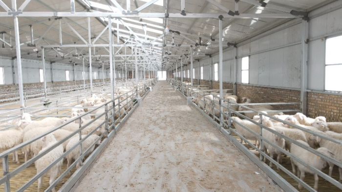 榆林上河湖羊金鸡滩15万只养殖基地投产