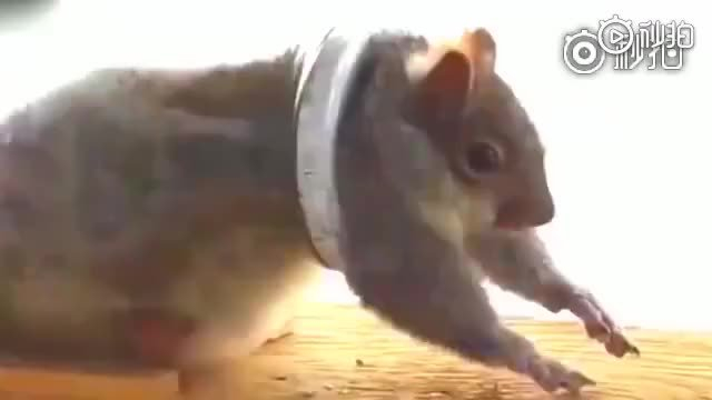 这些捕鼠器实在是太坏了,有没有想过老鼠的感受啊?