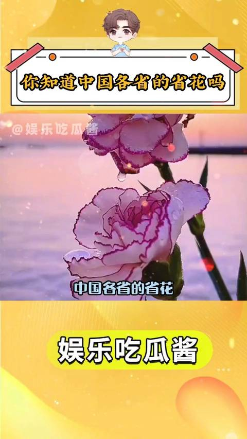 各省省花申请出战天津的月季花上海的白玉兰湖北的梅花