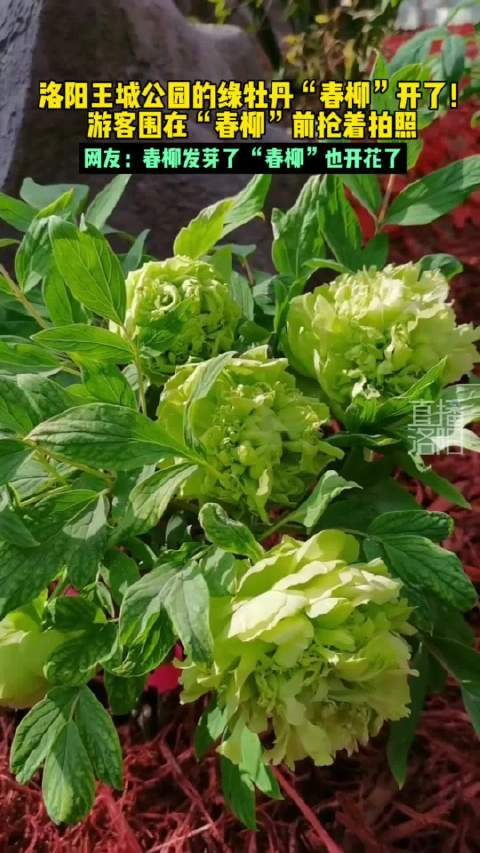 洛阳王城公园的绿牡丹春柳开了