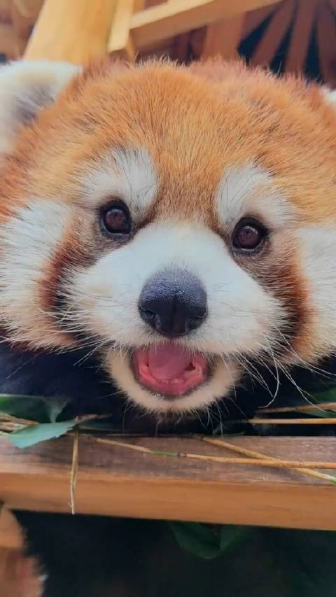 小熊猫怼脸吃播🈶! 吃的特别文雅的宝宝_手机新浪网