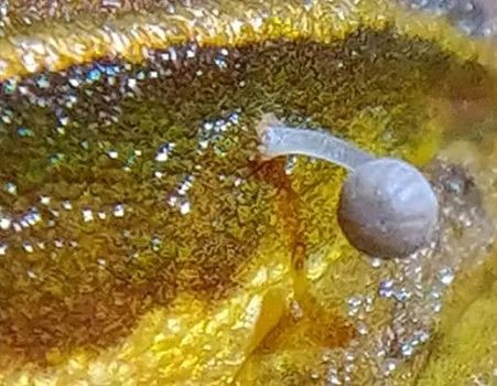 图片来源：Lohit Y.T.