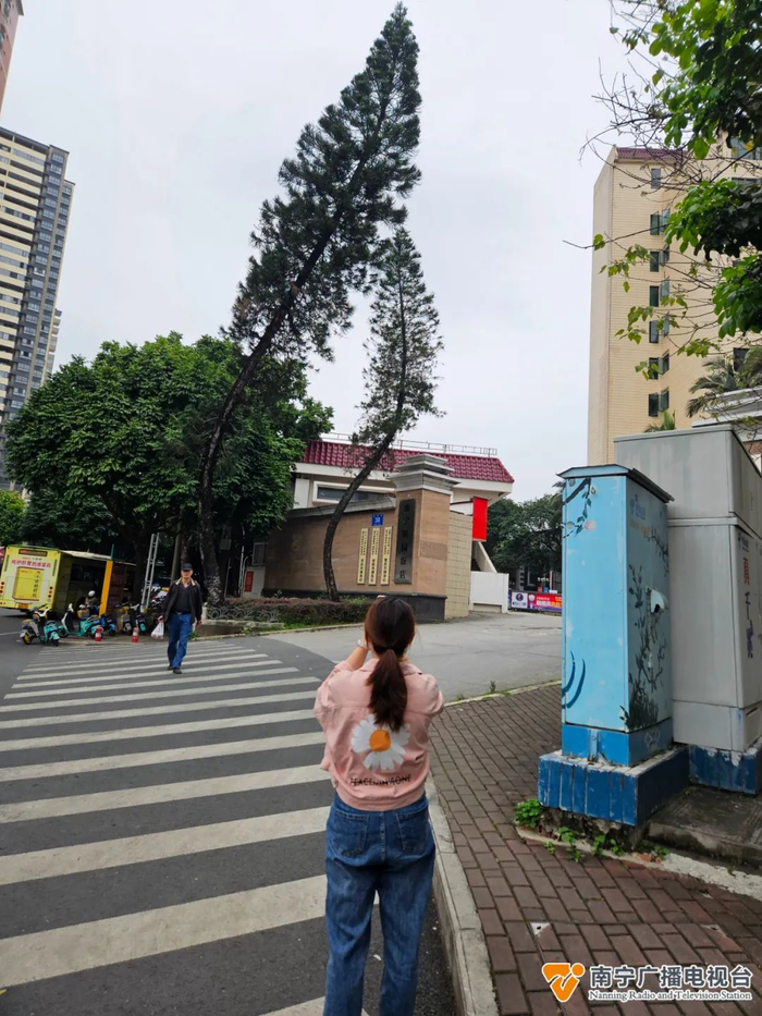 南宁两棵歪歪树火了网友怎么长得依依妖妖的