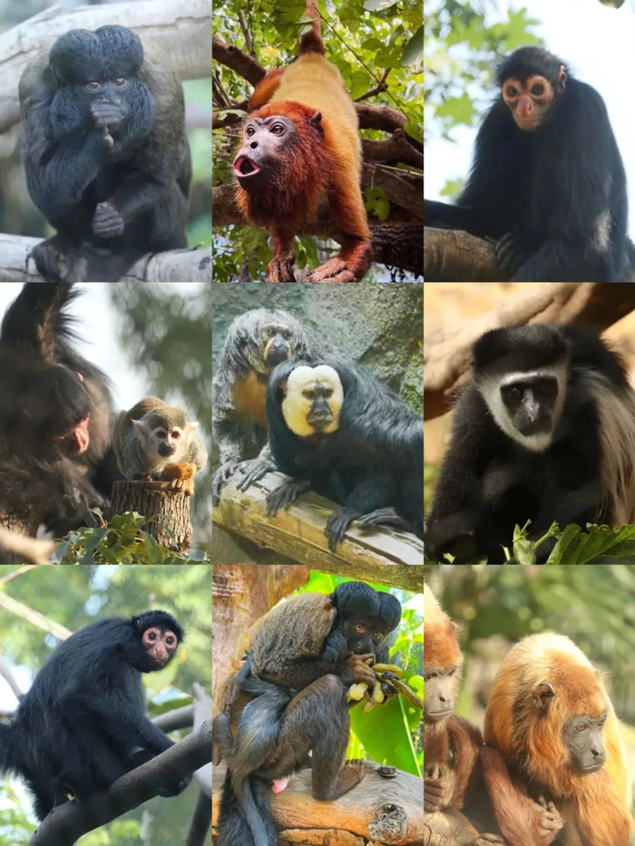 周末去动物园邂逅春日小美好|红山森林动物园|动物园|棕熊_新浪新闻