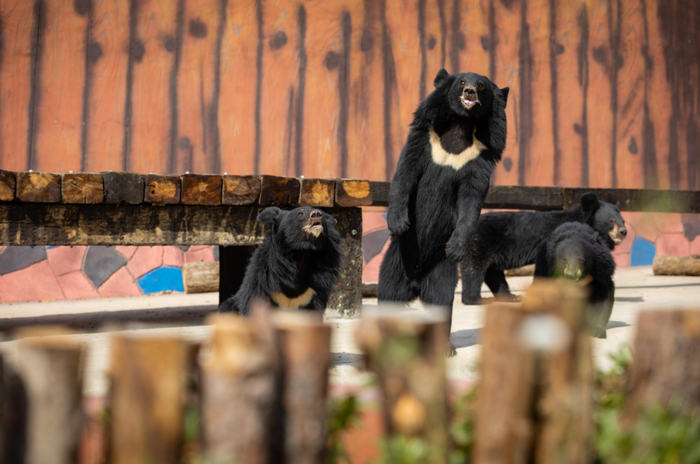 步行区内的动物种类繁多,设有开心牧场,鹿趣园,羊驼互动区,黑熊棕熊