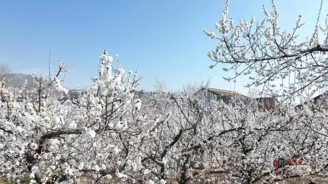 花开礼泉 香满三秦|礼泉县2024年赏花季正式启动|杏林|礼泉县|礼泉