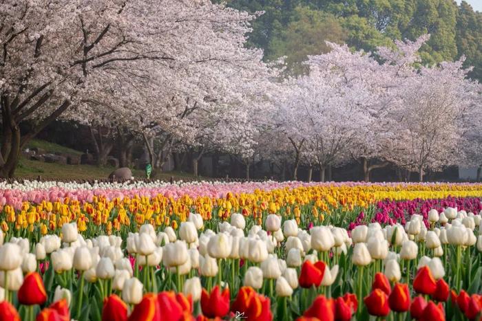 上方山百花节的介绍图片