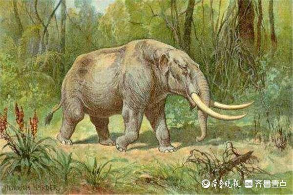 山东十万年前有大象!