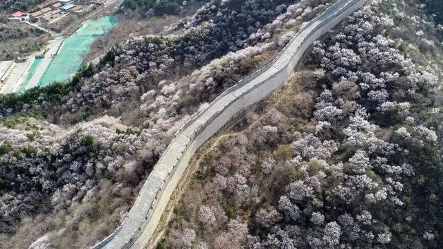千树万树春花开s2线赏花你来不来
