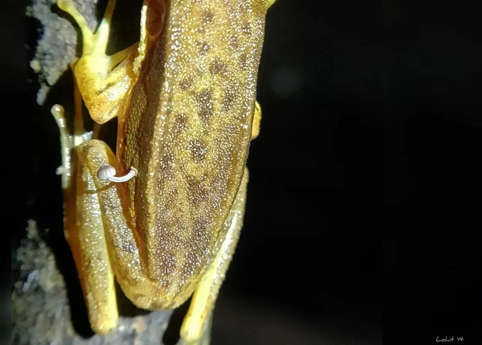 图片来源：Lohit Y.T.