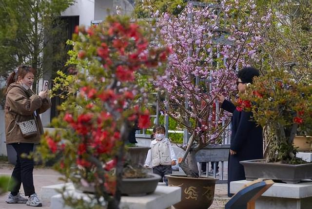 花团锦簇万紫千红郑州今天又有两个花展开幕