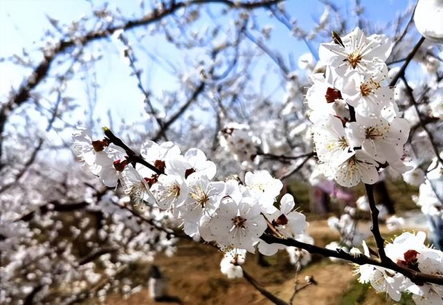 花开礼泉 香满三秦|礼泉县2024年赏花季正式启动|杏林|礼泉县|礼泉