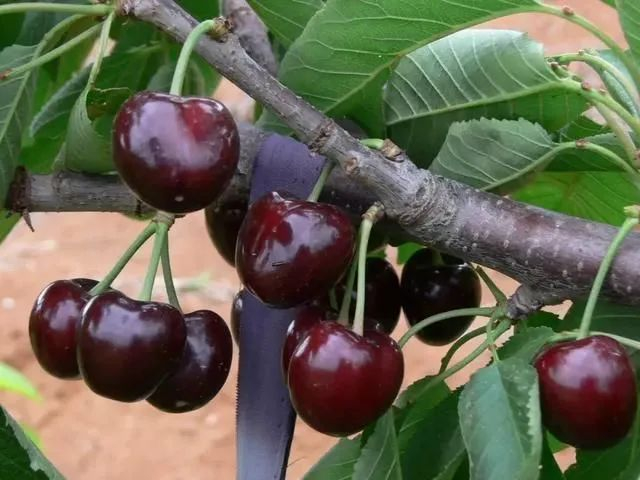 不同年龄段对不同品种的关注度以及不同地域对车厘子/樱桃的喜爱程度