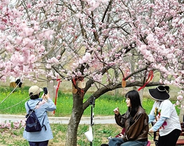 市民在丰乐樱花园直播赏花