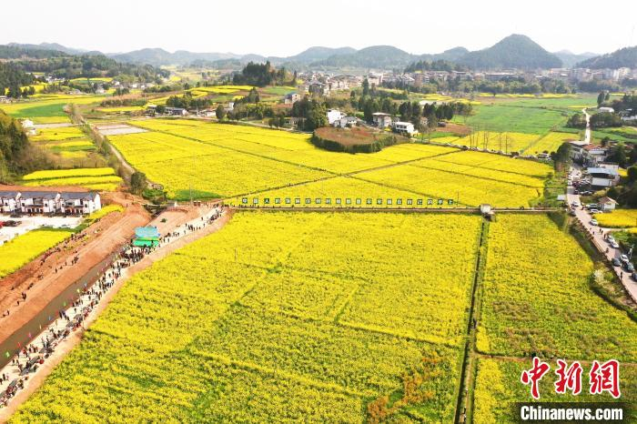 四川西充:油菜花香春写意 千枝万朵灿春光|四川省|花海_新浪新闻
