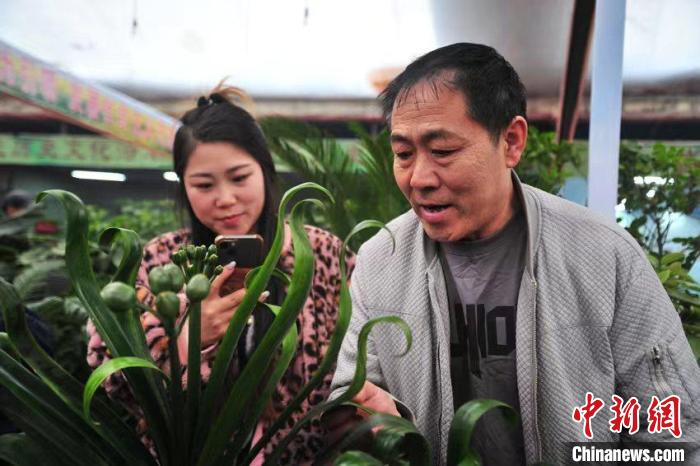 全国多地名品君子兰亮相长春竞逐花魁