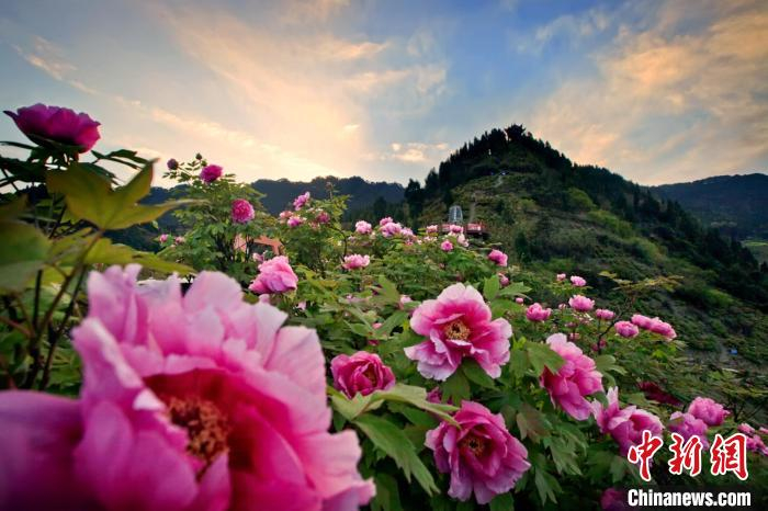"中国山水牡丹起源地"重庆垫江举行牡丹文化节|垫江|牡丹|开幕式_新浪