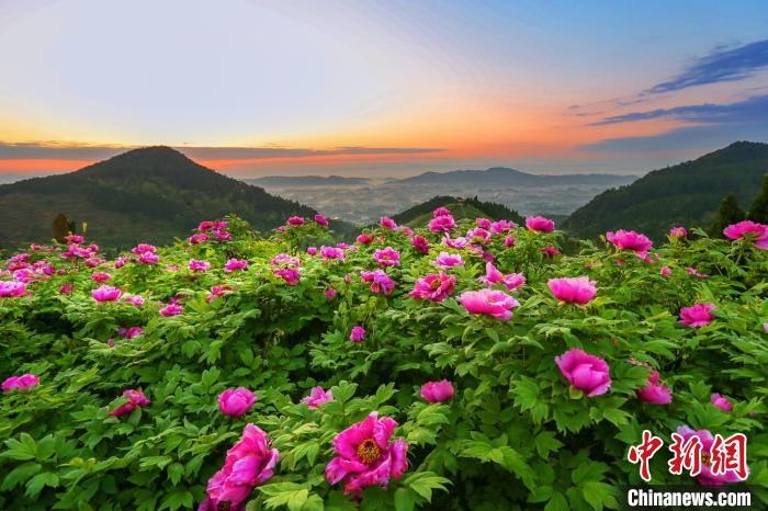 "中国山水牡丹起源地"重庆垫江举行牡丹文化节