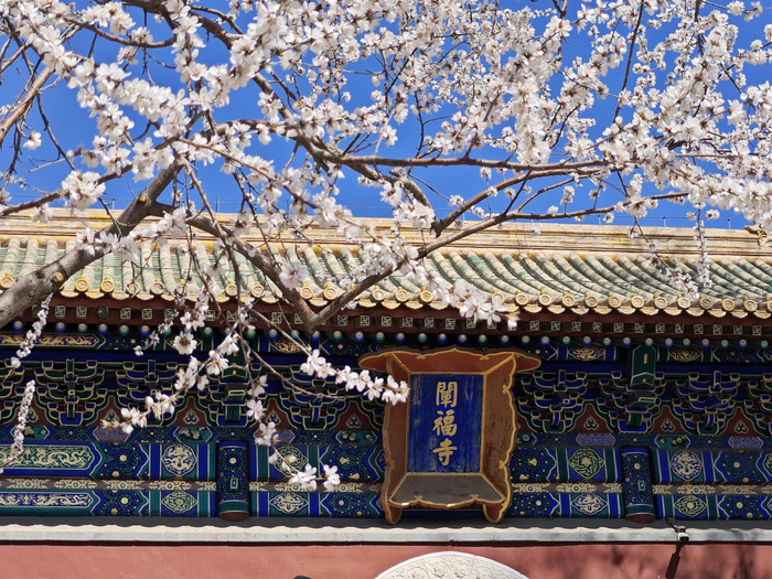 桃花映白塔,怎么拍都好看|阐福寺|白塔|山桃花_新浪新闻