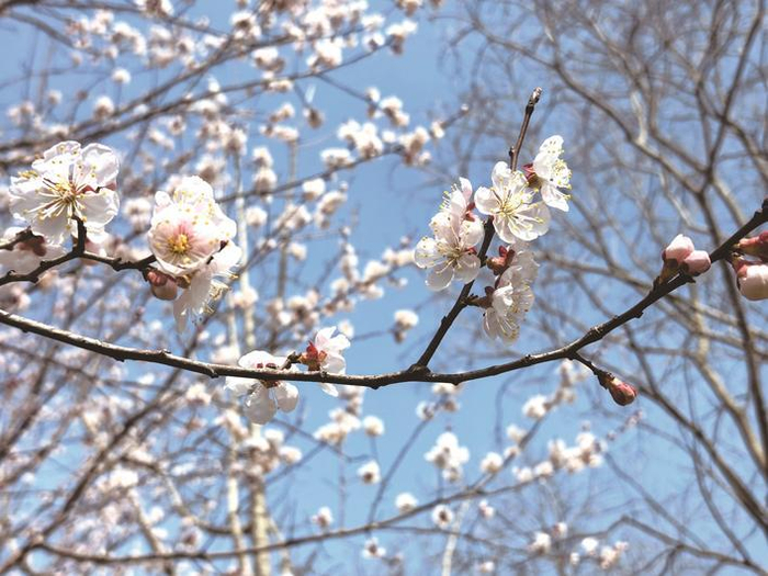 记者李慧明亮耀眼的玉兰花,娇艳欲滴的郁金香,粉嫩如雪的红叶李,梦幻