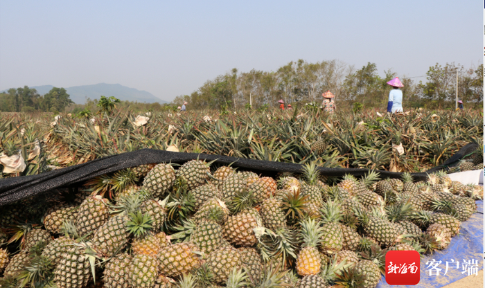 近日,记者走进位于该农场的凤梨种植基地,放眼望去,一排排凤梨长势喜