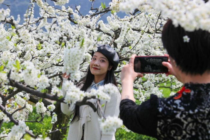 万亩李花迎宾客2024年宣汉县庙安李花节开幕