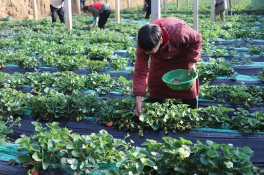 河南安阳汤阴踏青出游正当时春日经济别样红
